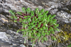 Epilobium hohuanense