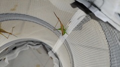 Conocephalus exemptus