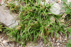 Carex satsumensis