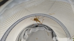 Conocephalus exemptus