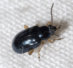 Lysathia ludoviciana