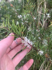 Hakea sericea