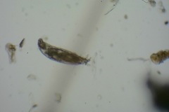Aceria paracalifornica