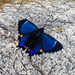Metalmark Butterflies - Photo (c) Ana Carolina, some rights reserved (CC BY-NC), uploaded by Ana Carolina