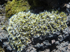 Racomitrium lanuginosum