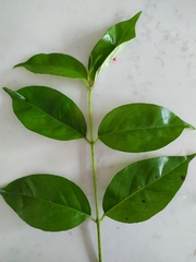 Geniostoma ligustrifolium