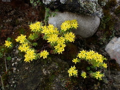 Sedum morrisonense