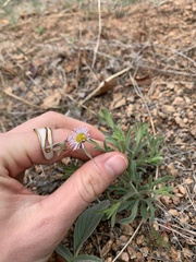 Erigeron divergens