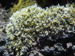 Racomitrium lanuginosum