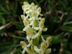Platanthera longibracteata