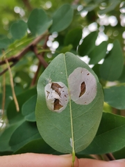 Macrosaccus robiniella
