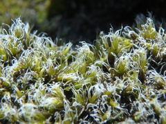 Racomitrium lanuginosum