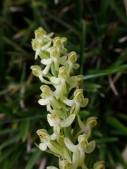 Platanthera longibracteata