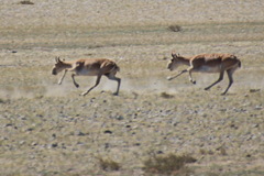 Saiga tatarica