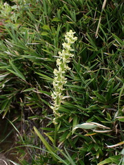 Platanthera longibracteata