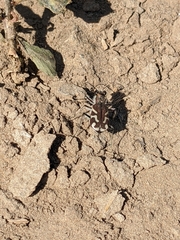 Cicindela tranquebarica