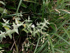 Stellaria vestita