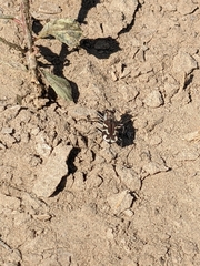 Cicindela tranquebarica