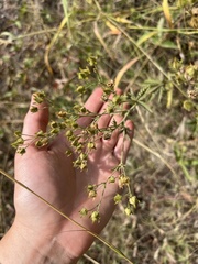 Potentilla hippiana