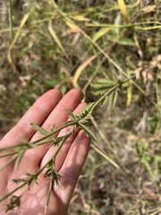 Potentilla hippiana