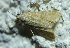 Hellula aqualis