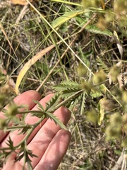 Potentilla hippiana