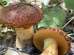 Chalciporus piperatus