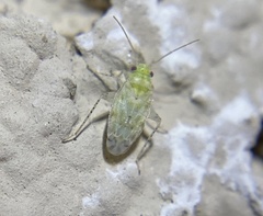 Pseudatomoscelis