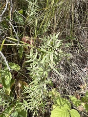 Galium boreale