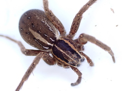 Dolomedes minor
