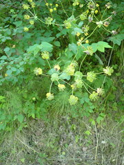 Bupleurum aureum