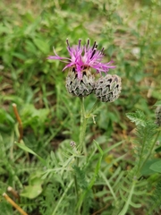 Centaurea scabiosa
