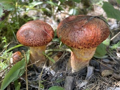 Chalciporus piperatus