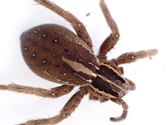 Dolomedes minor