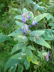 Vicia unijuga