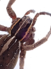 Dolomedes minor