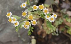 Tanacetum
