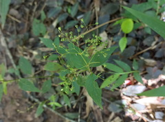 Hedyotis