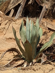 Agave americana