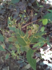 Hedyotis
