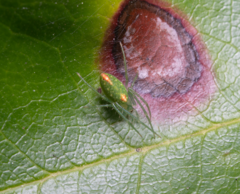 Araneus talipedatus