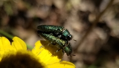 Acmaeodera resplendens
