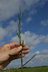 Urochloa platyphylla