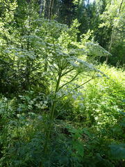 Pleurospermum uralense