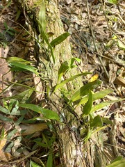 Polypodiaceae