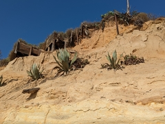 Agave americana