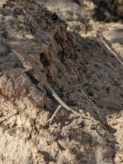 Uta stansburiana uniformis