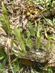 Polypodiaceae