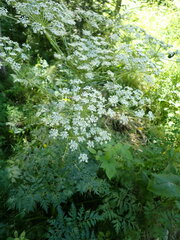 Pleurospermum uralense