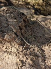 Uta stansburiana uniformis